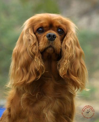 Cavalier King Charles Spaniel 9F51D-10.JPG